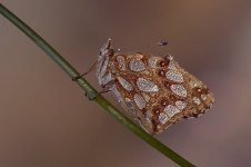 Kleine parelmoervlinder